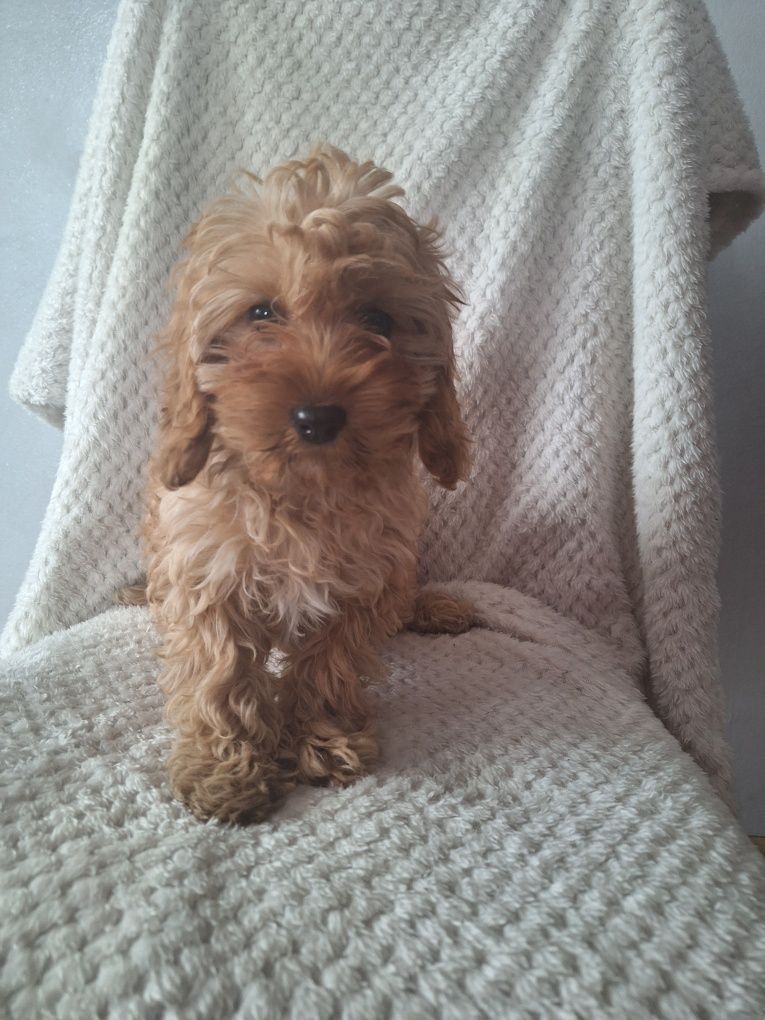 Cavalier-pudel-cavapoo