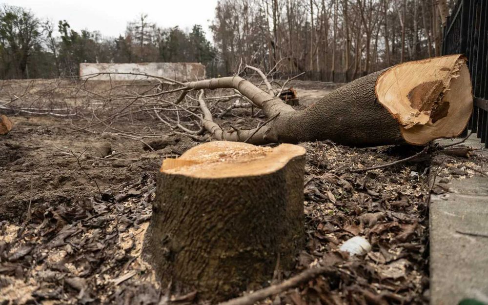 Wycinka drzew i Krzewów