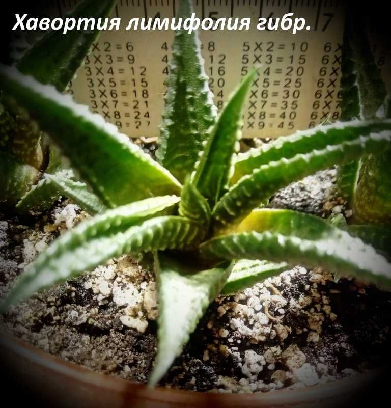 Хавортия лимолистная (Haworthia limifolia)