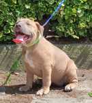 American Staffordshire Terrier (Amstaff) zapraszam do rezerwacji