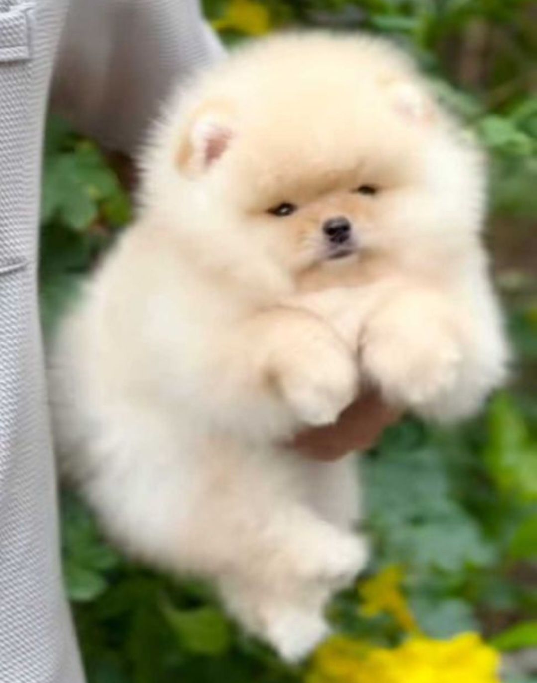 Szpic miniaturowy pomeranian