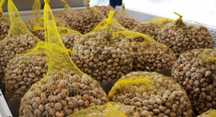 5€ saco, caracóis riscados bem alimentados