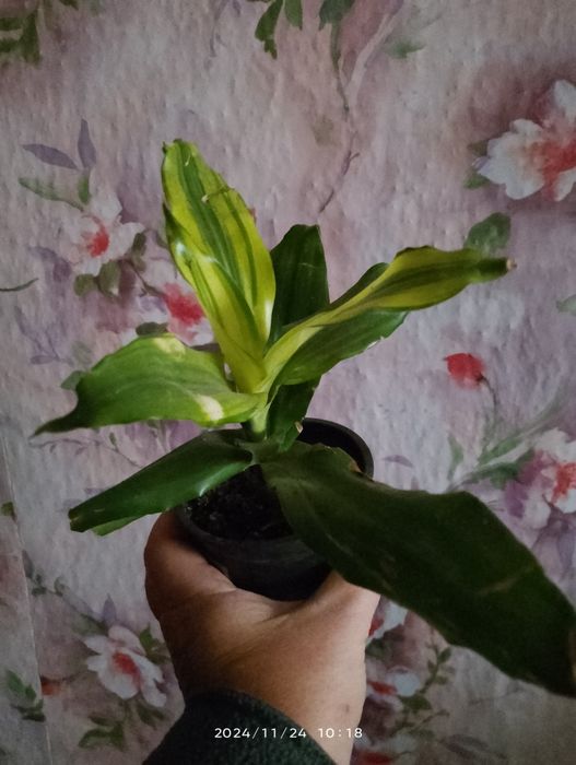 Драцена Лемон лайм .