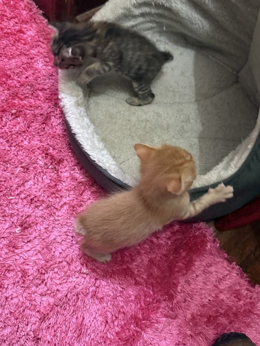 Dao se gatos bebes