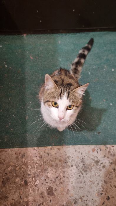 Отдам котиков в добрые руки