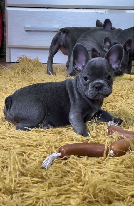 Голубые щенки французский бульдог девочки французики