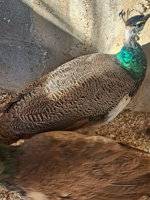 A venda jovens pavoēs