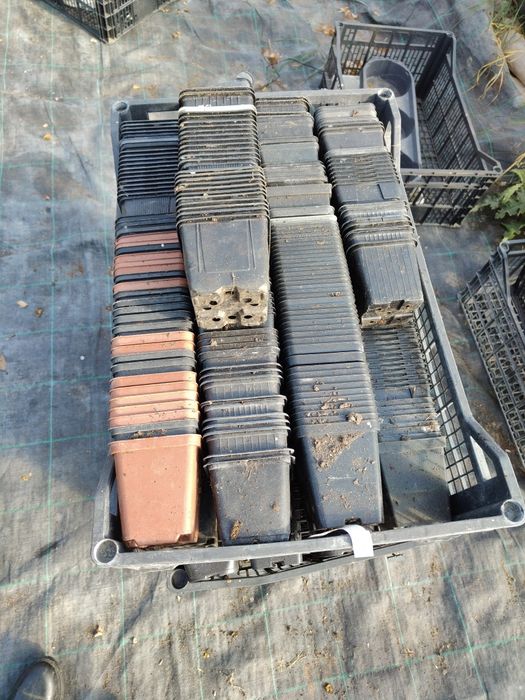 Doniczki produkcyjne p9