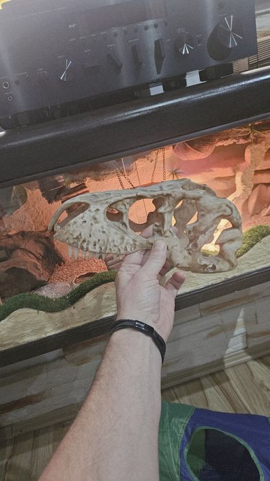 Replika czaszki tyranozaura do terrarium