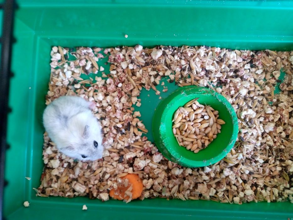 Хомячки Кременчуг