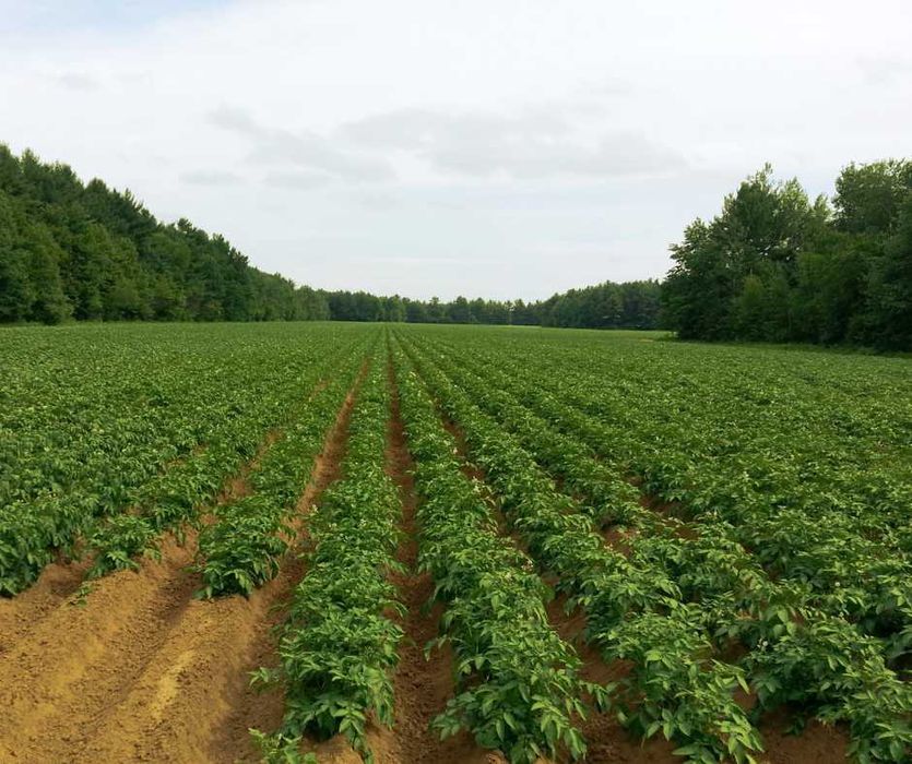 Wapno nawozowe granulowane - Wapno granulowane, wapno z magnezem