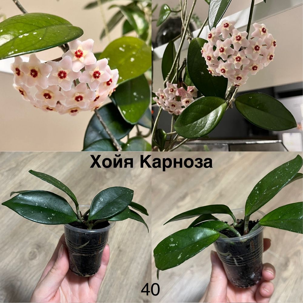 Вазони кактус, фікус, фіалка, хойя, муншайн, блек драгон, різдвяник