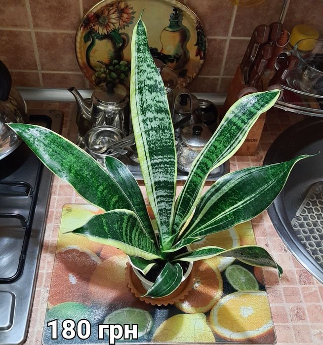 Сансевієрія Futura Superba