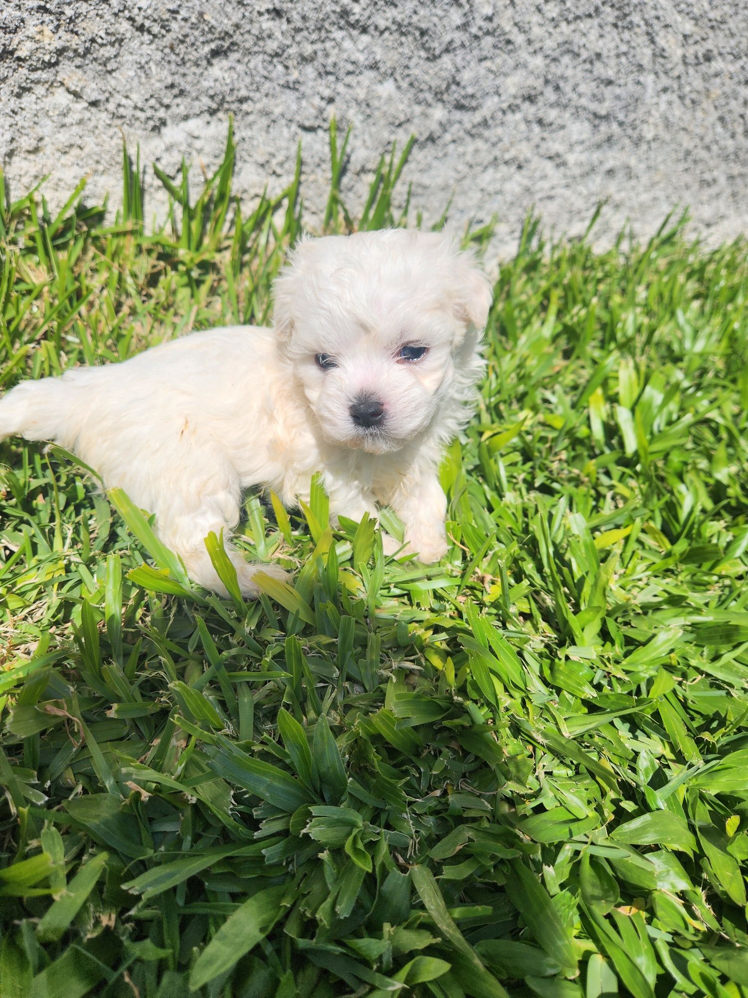 Bichon Maltês qualidade superior