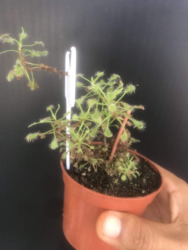 Planta carnivora