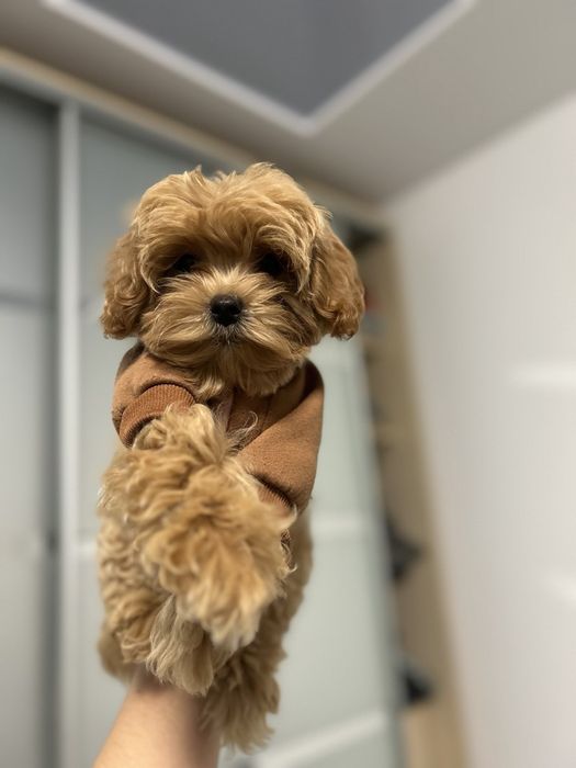 Вишуканий хлопчик мальтипу ф1