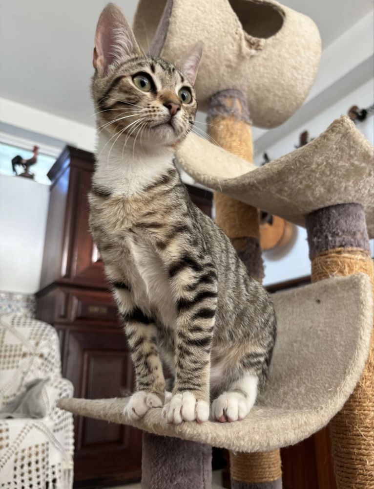 Gatinha 4 meses para adoção responsável