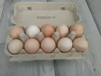 Jaja jajka wiejskie ekologiczne