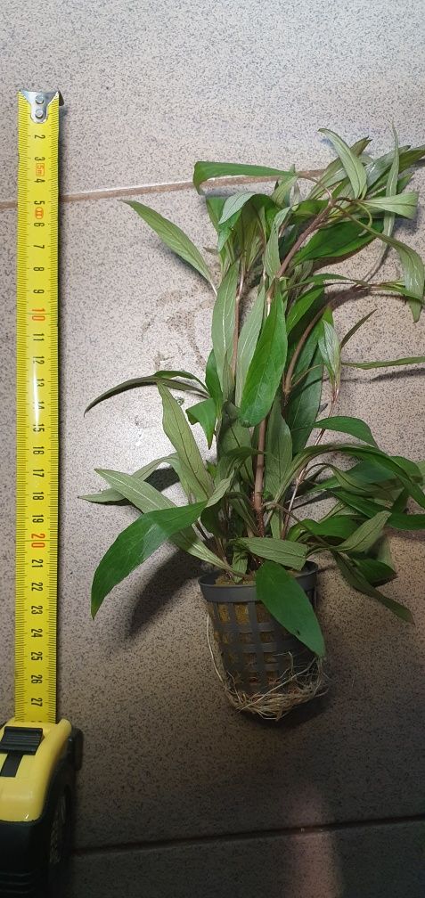 Hygrophilia corymbosa - roślina akwariowa