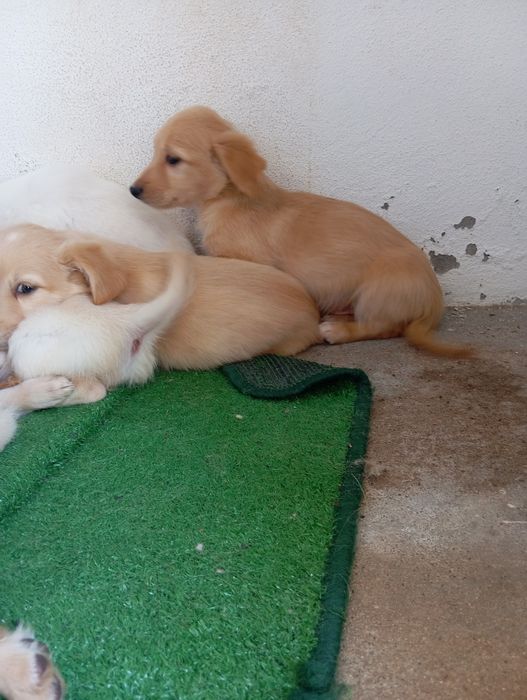 Cães Bebés rafeiro