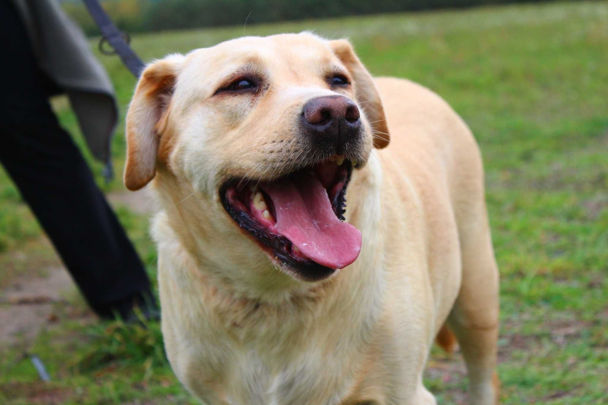 Szafirka i Sztocia - dwupak niebieskooka + suczka w typie Labrador