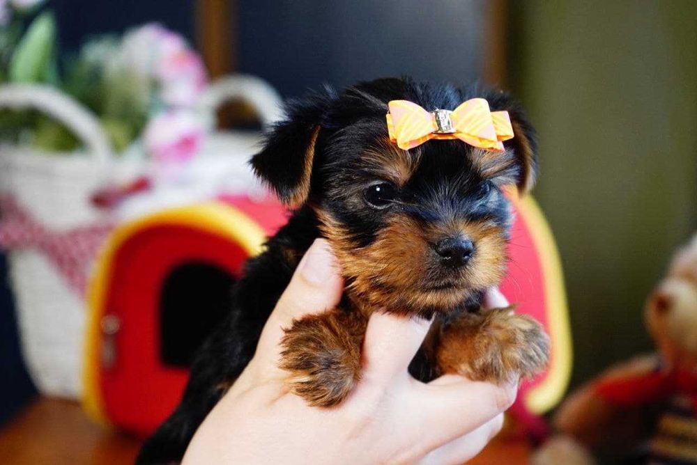 Очі в очі – закохайтеся з першого погляду в нашого малюка