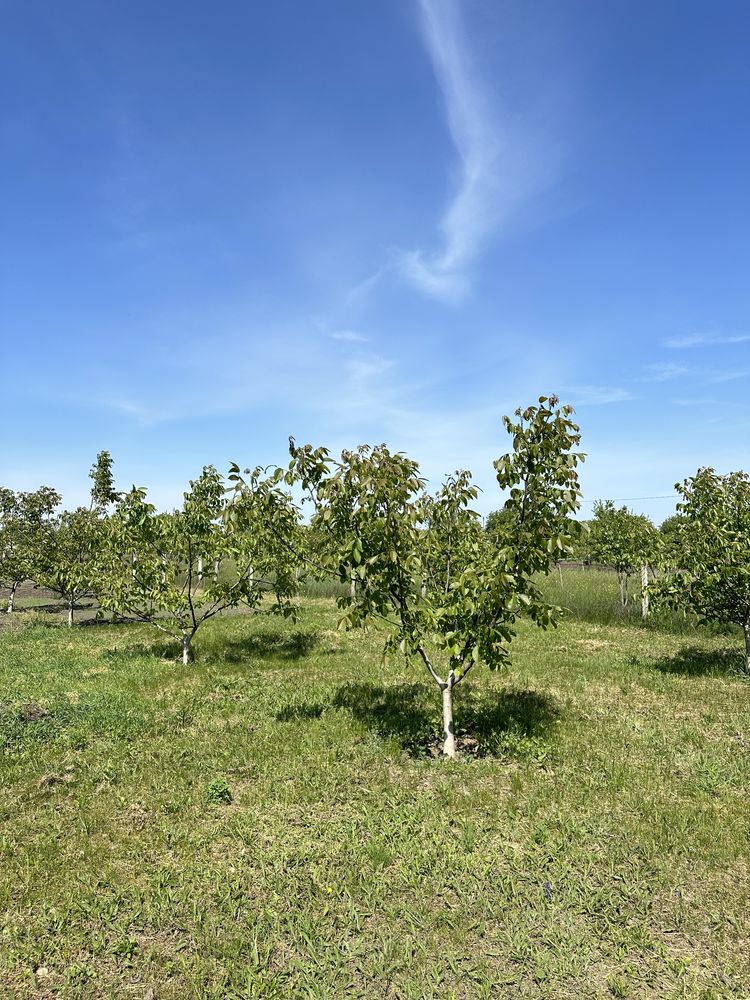 Продам саджанці горіха