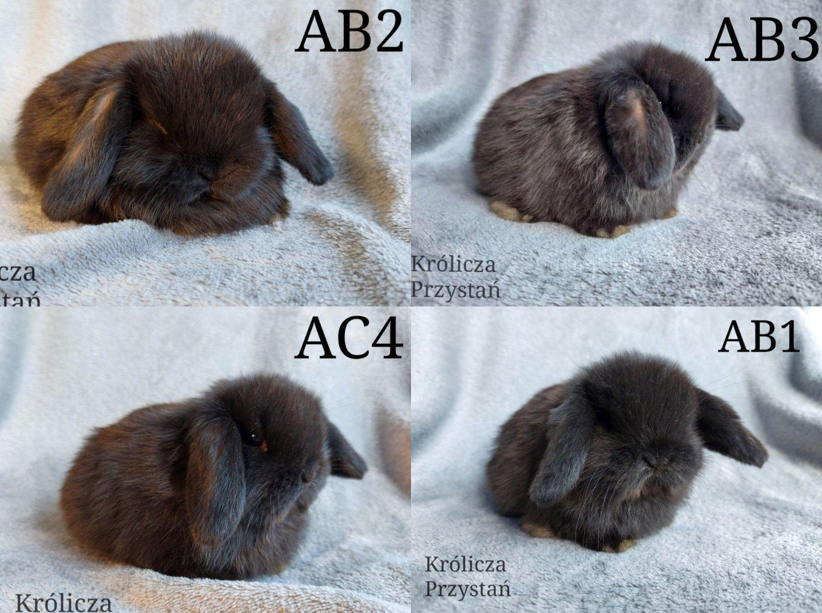 Królik Baranek Miniaturka MINI LOP