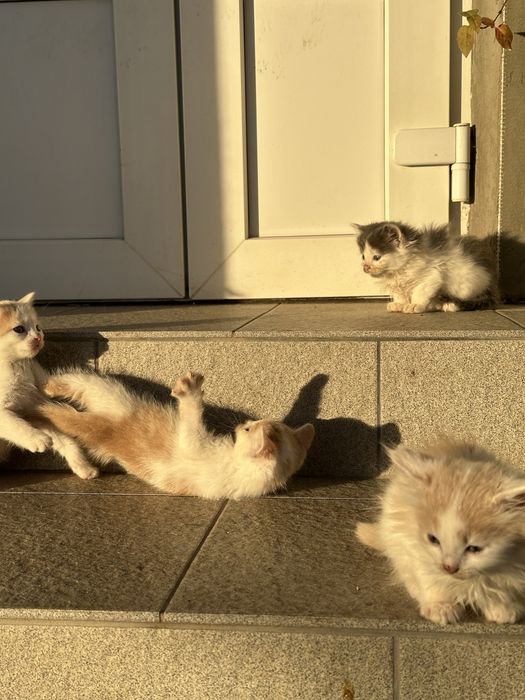 Муркотливі котики в добрі руки! Знають лоток!