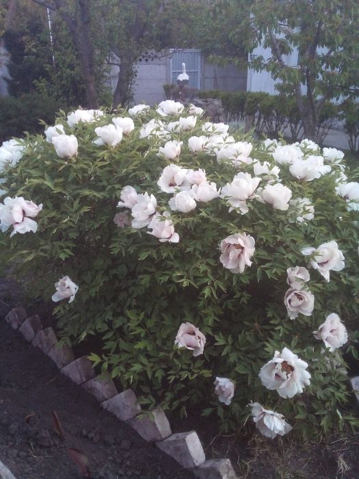 Древовидный пион, саженцы.