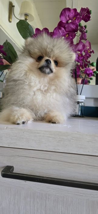 Suczka pies  pomeranian