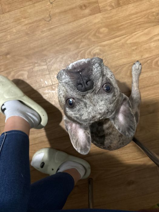 Французский бульдог вязка