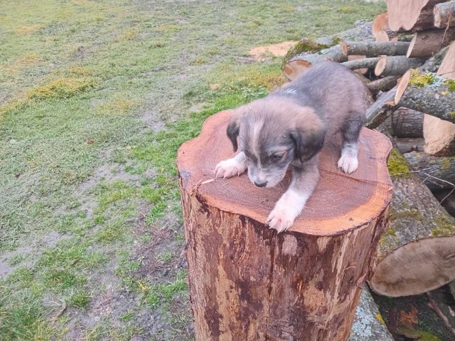 Віддам у добрі руки