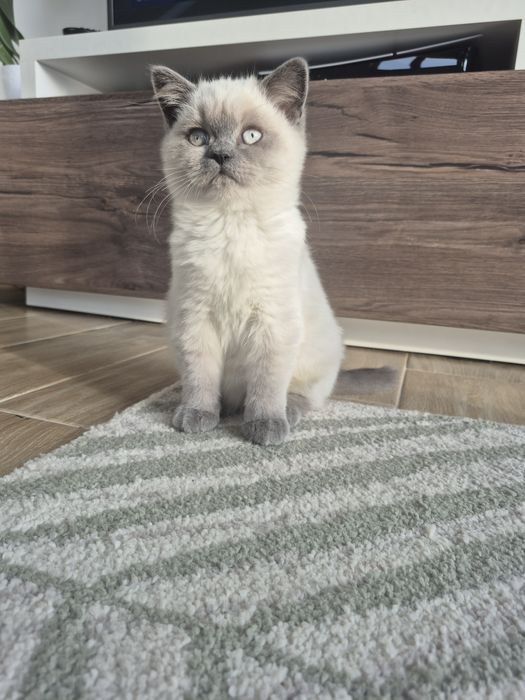 Ostatni Kot Brytyjski FPL point niebieski