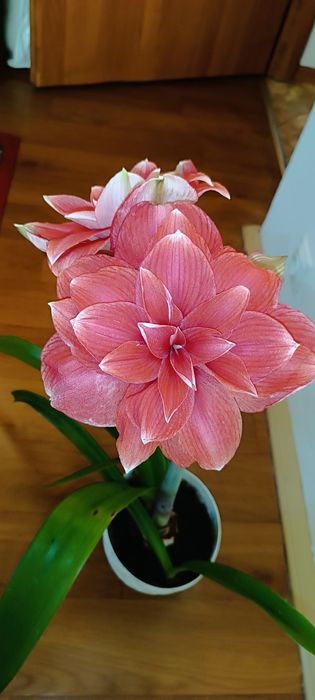 Amarylis hippeastrum Double Dream różowy