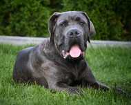 CANE CORSO - ZkwP /FCI bardzo mocny  samiec szaro - pregowany .