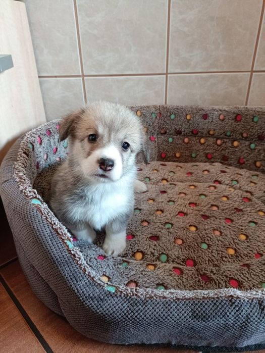 Suczka Welsh Corgi Pembroke