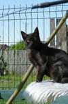 do adopcji kotka MINIA