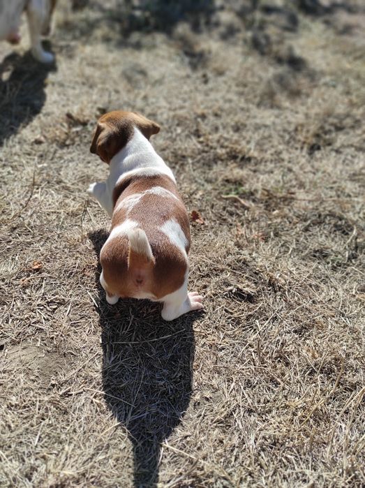 Джек рассел тер'єр хлопчик