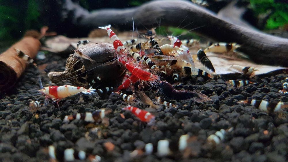 Krewetki Caridina Mix
