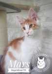 Kocurek Maine Coon z rodowodem FPL/FIFe