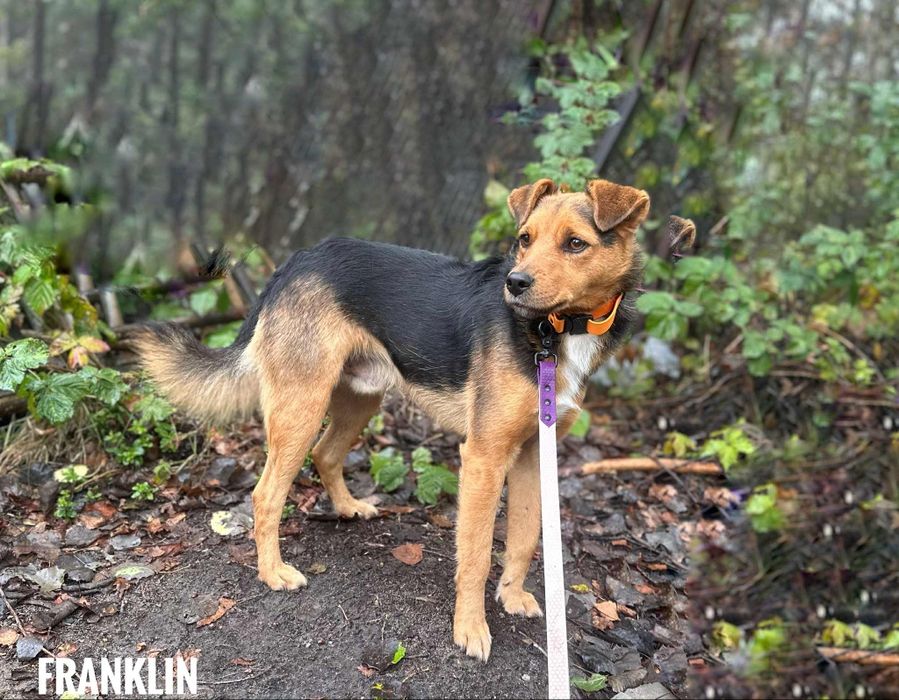 Grzeczny Franklin 1 rok 12 kg, adopcja za darmo oddam