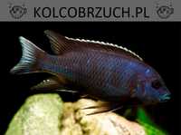 Pseudotropheus acei Ngara - Pyszczak - Pyszczaki - dowozimy, wysyłamy