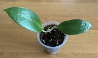 Hoya parasitica 004  ukorzeniona