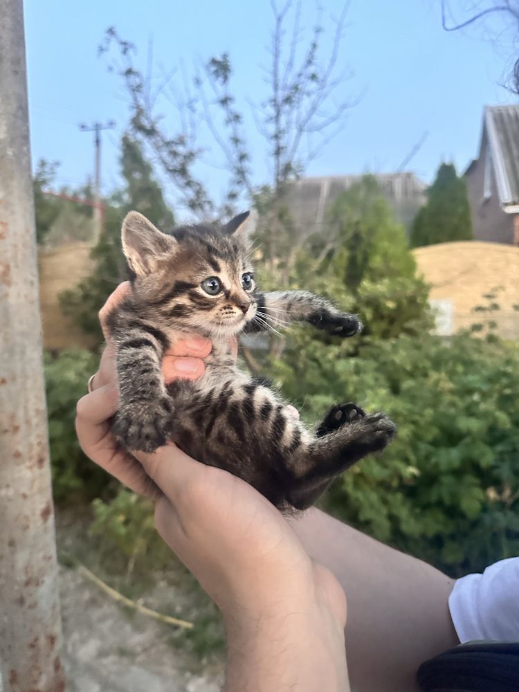 Віддам у добрі руки кошенят
