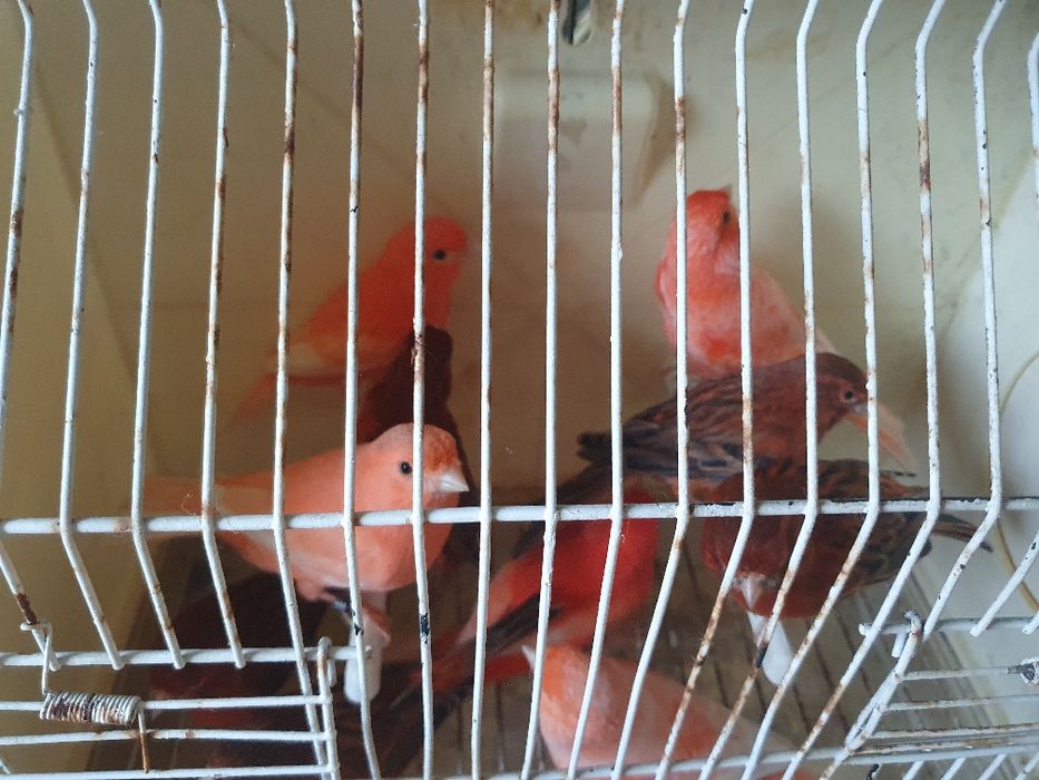 Canários lipocromos varios, ano 2025