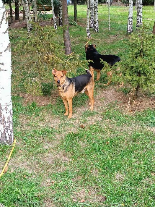 Za darmo Scooby cudowny piseł