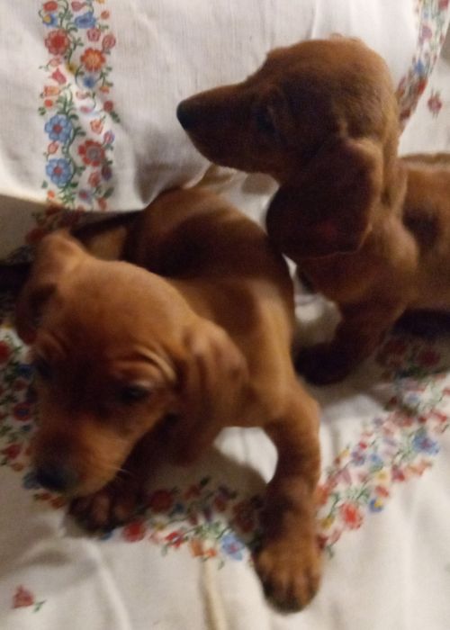 Щенкі породи такса