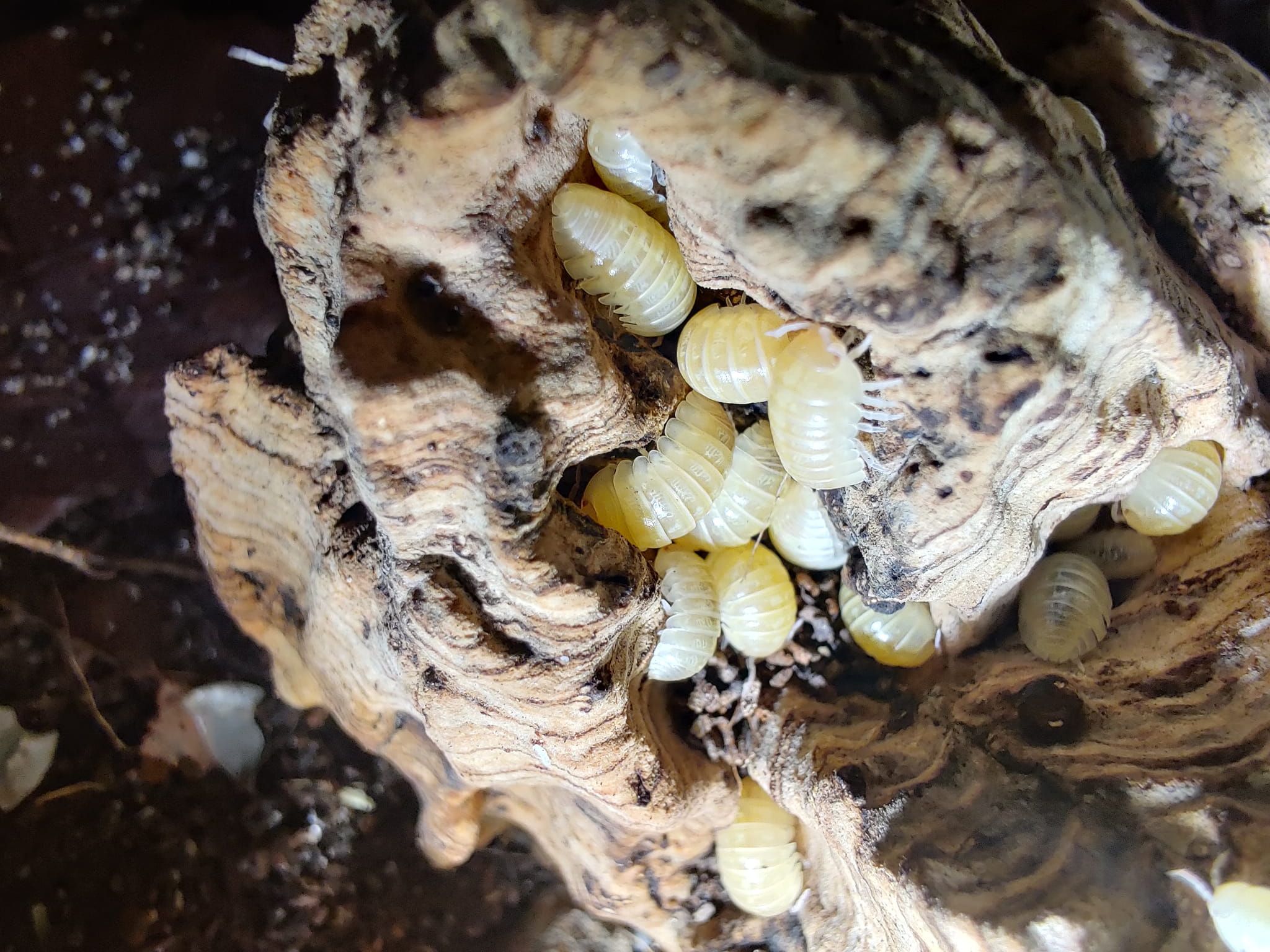 Armadillidium vulgare albino t+ japan Isopody 10 szt
