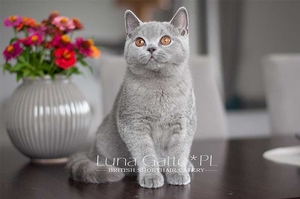 Kocur brytyjski, kot brytyjski niebieski - Rodowód FIFe